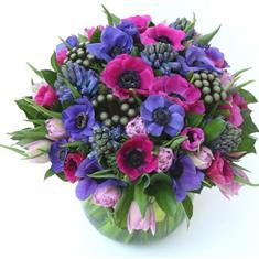 Anemone Delight