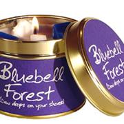 Bluebell Forest