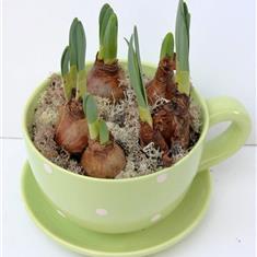 Daffodil Tea Cup